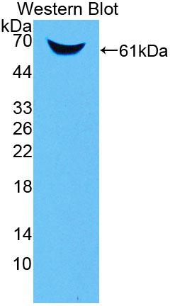 53113