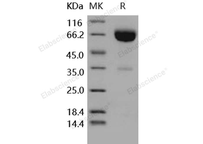 Валидация Elabscience PKSH031652(2306)
