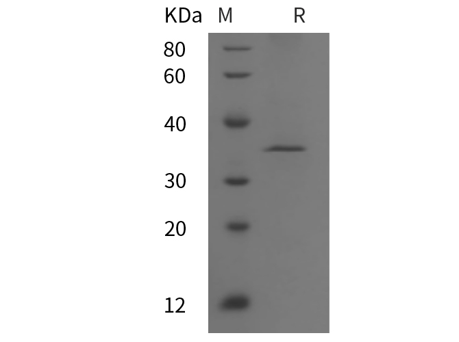 Валидация Elabscience PDMH100054(785)