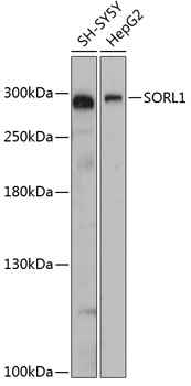 Валидация Elabscience E-AB-64429