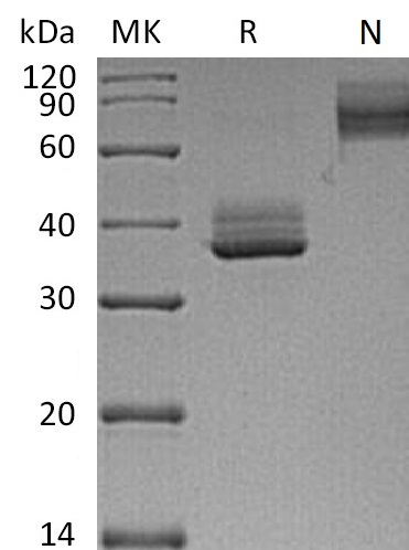 Валидация Elabscience PKSM041264(5160)