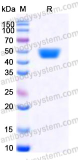 AHA34902, SDS-PAGE