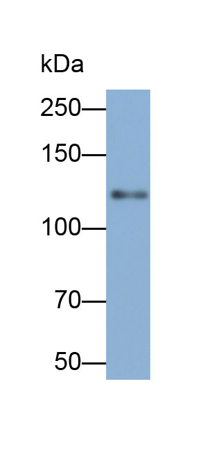 32838