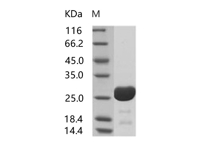 Валидация Elabscience PKSV030196(5973)