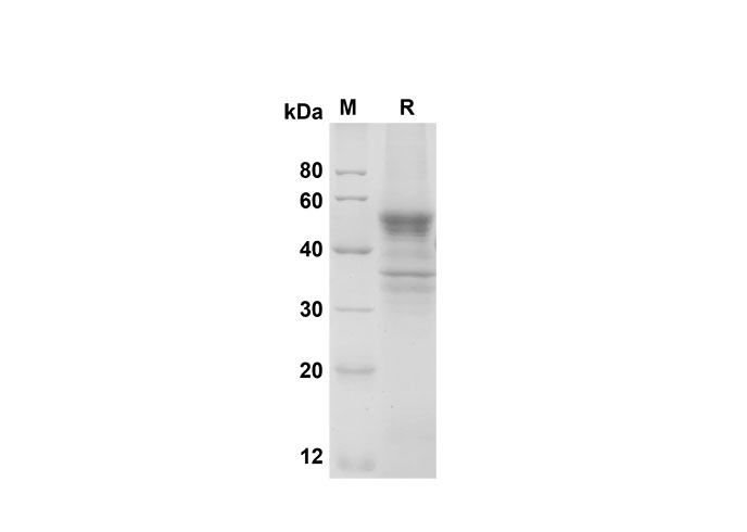 Валидация Elabscience PDMM100132(1092)