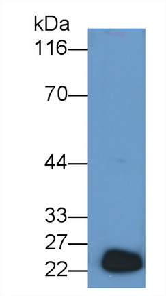 36739