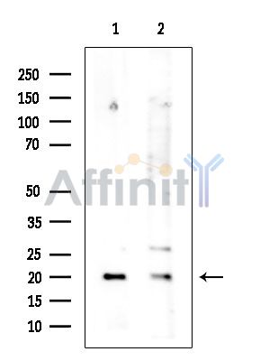 Валидация Affinity DF14458 - 10432