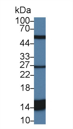 14338