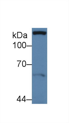 10082