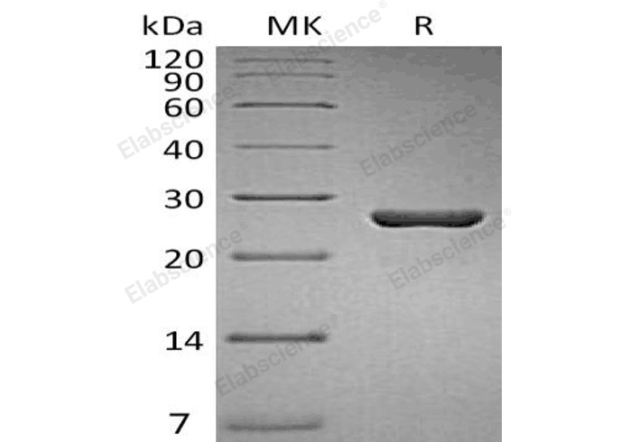Валидация Elabscience PKSH032479(2948)