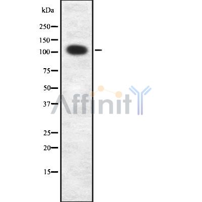 Валидация Affinity DF8993 - 21197