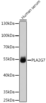 A13864, вестерн-блоттинг, лизаты сыворотки человека (10170)