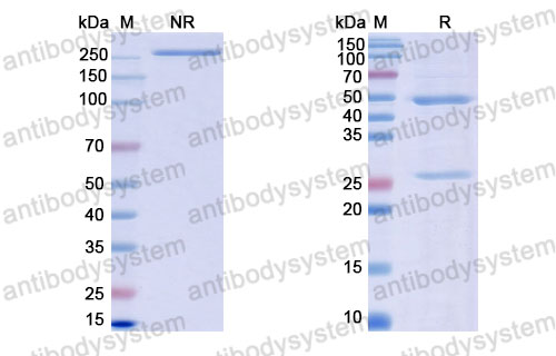 Валидация SDS-PAGE - AntibodySystem DHD14207