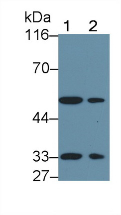 47988
