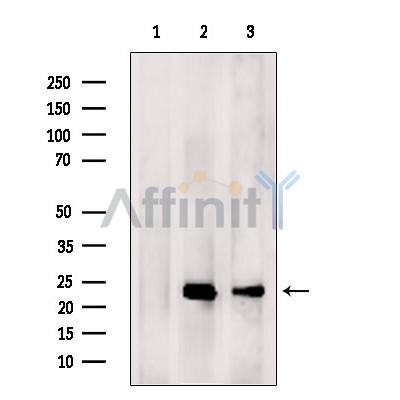 Валидация Affinity DF7017 - 18653