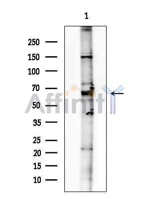 Валидация Affinity AF6606 - 3905