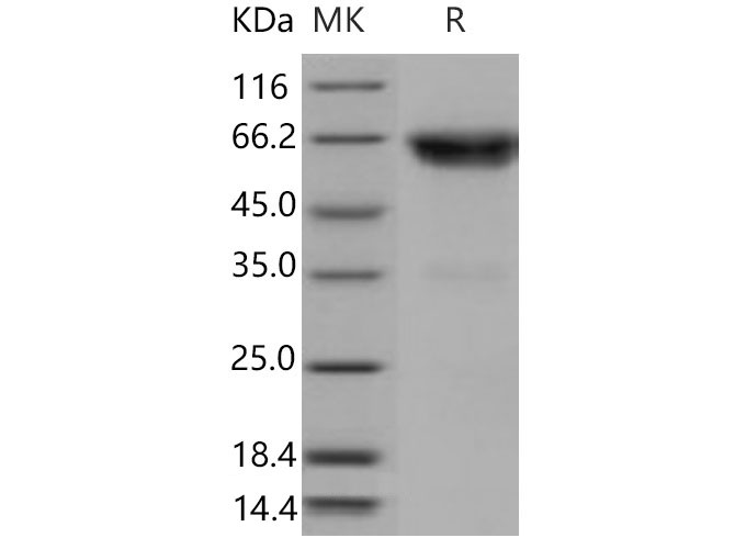 Валидация Elabscience PKSM040847(4806)