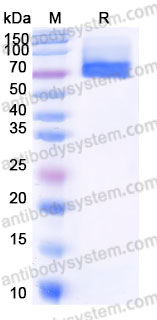 EHD19403, SDS-PAGE