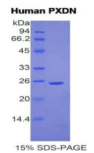 48130