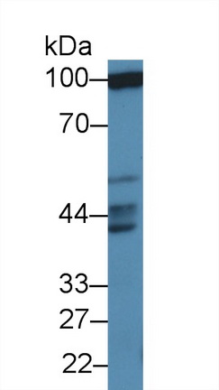 12735