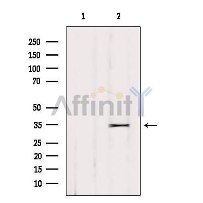 Валидация Affinity DF10286 - 5895