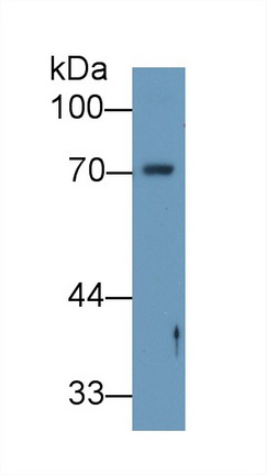 13406