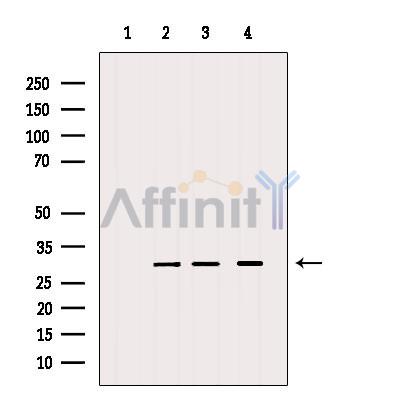 Валидация Affinity DF9096 - 21391