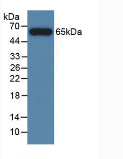 4300