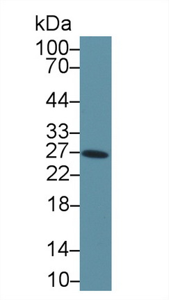 10278