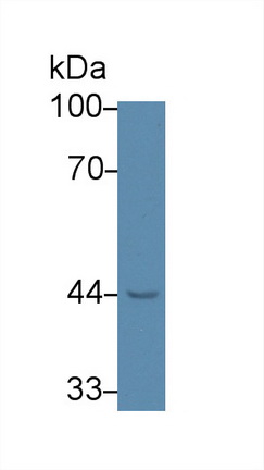 62691