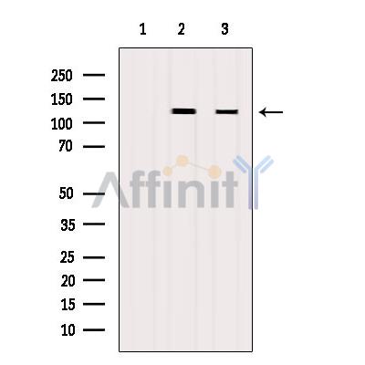 Валидация Affinity AF6399 - 3693