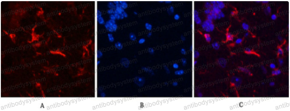 Валидация IF - AntibodySystem RHD03107