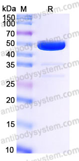 AHD65201, SDS-PAGE