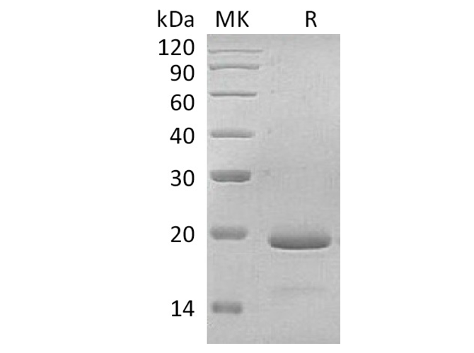 Валидация Elabscience PKSH033631(3917)