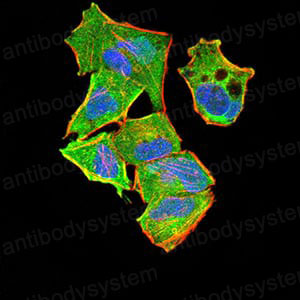Валидация IF - AntibodySystem RHJ80804