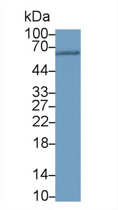 53365
