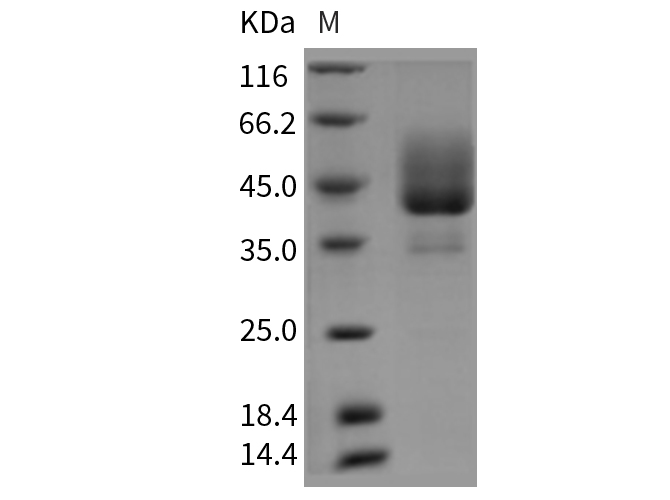 Валидация Elabscience PKSR030343(5684)