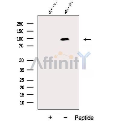 Валидация Affinity DF12939 - 7696