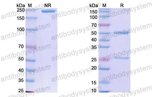 Валидация SDS-PAGE - AntibodySystem RHJ93103