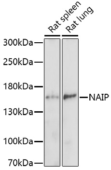 Валидация Elabscience E-AB-66987