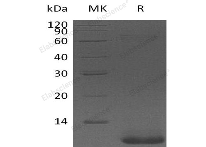 Валидация Elabscience PKSH032942(3335)