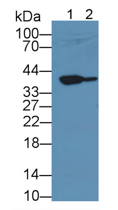 38903