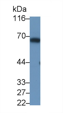 59692