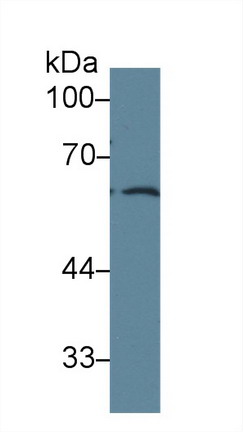 10050