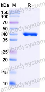 Валидация SDS-PAGE - AntibodySystem RMK15301