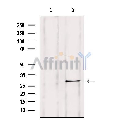 Валидация Affinity AF9173 - 4986