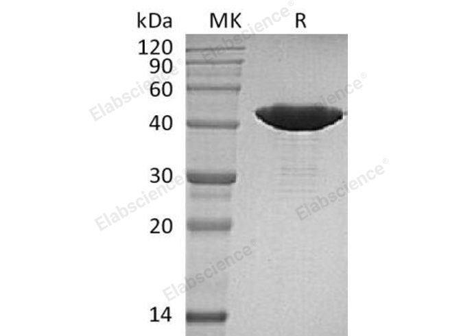 Валидация Elabscience PKSH032660(3094)