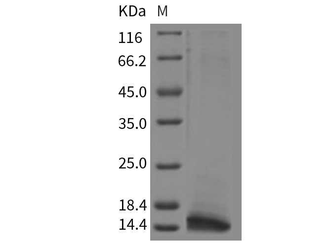 Валидация Elabscience PKSR030146(5513)