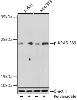 AP1168, вестерн-блоттинг, лизаты клеток Jurkat и NIH/3T3 (22948)
