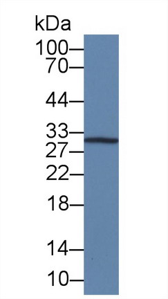 10539
